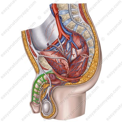 Дорсальная артерия полового члена (клитора) (a. dorsalis penis – clitoridis)